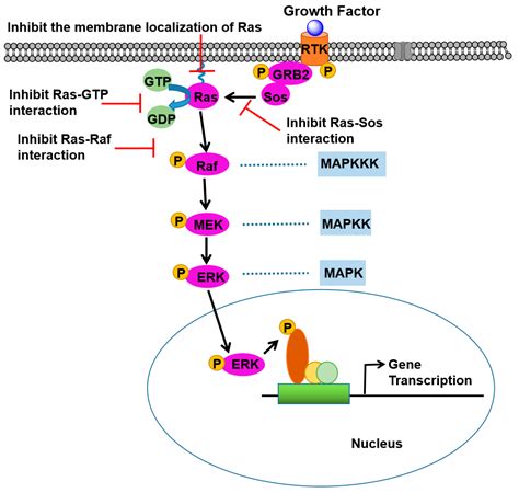 Recent Advances in Peptide Inhibitors Targeting Wild-Type Ras Protein ...