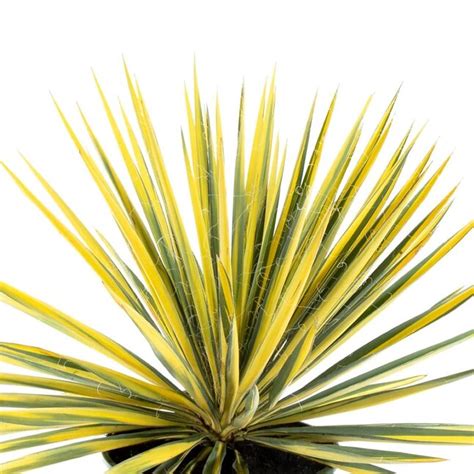 Lowe's Color Guard Yucca Accent Shrub in 3.58 -Gallon Pot 1 -Pack with ...