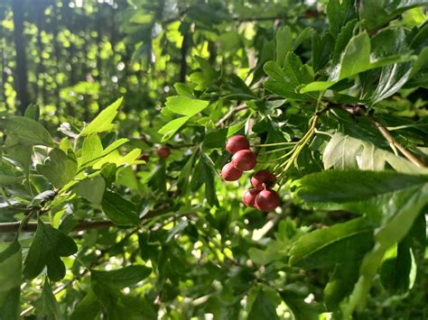 Irish hedgerows face ‘wide-scale’ threat after outbreaks of fireblight ...