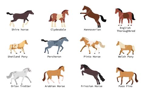 Horse Breed Database at Autumn Allen blog