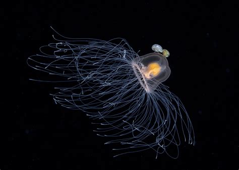 20 Underwater Photos That Illuminate Creatures Dwelling In The Dark ...
