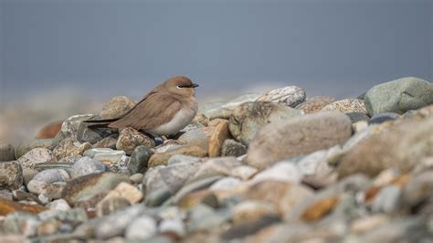 Finding Feathered Friends At Gajoldoba Wetland, A Birdwatcher's Mecca