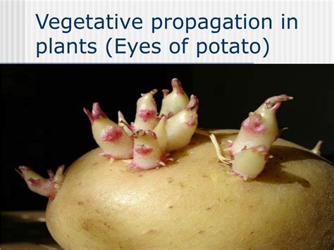 Image result for Vegetative Reproduction Potato