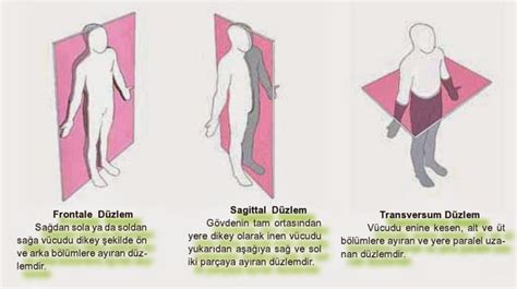 Anatomi Nedir (Canlıların Vücut Yapısı İnceleme Bilimi)