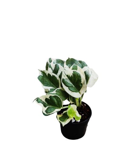 Njoy Money plant