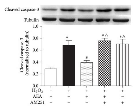 H2O2 HT22 的图像结果