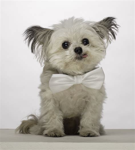 Adobe Create 的图像结果