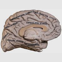 Neuroanatomy | Museum of Anatomy and Pathology, Manipal Academy of ...