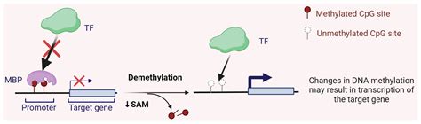 DNA Methylation in Periodontal Disease: A Focus on Folate, Folic Acid ...
