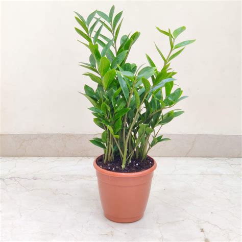 Buy Zamioculcas Zamiifolia Mini (ZZ Plant) – ChhajedGarden.com