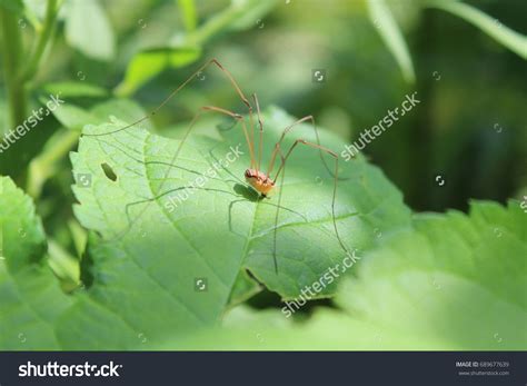 103 Granddaddy Long Legs Spider Images, Stock Photos & Vectors ...