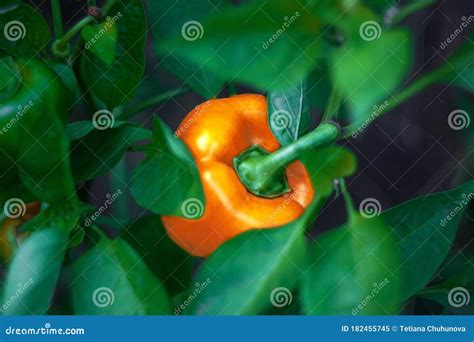 Yellow and Orange Bell Pepper Plant in a Vegetable Garden, Ready To ...