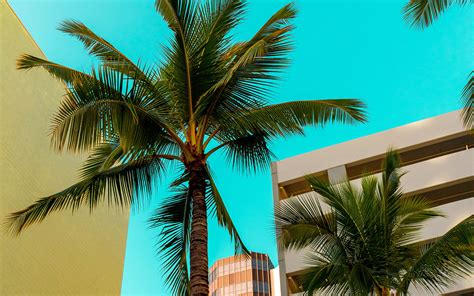 Download wallpaper 3840x2400 buildings, architecture, palm trees ...