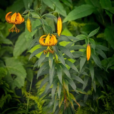Turk's-Cap Lily (Lilium superbum) Plant | Western Carolina Botanical Club