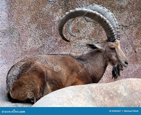 Big Horn Goat stock image. Image of grey, laying, mountains - 8583607