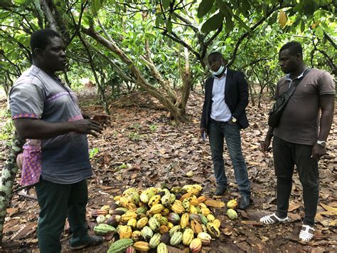 Pesticides in cocoa farming | Make Chocolate Fair!