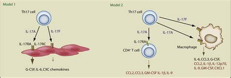 Interleukin-17A and Interleukin-17F: A Tale of Two Cytokines: Immunity