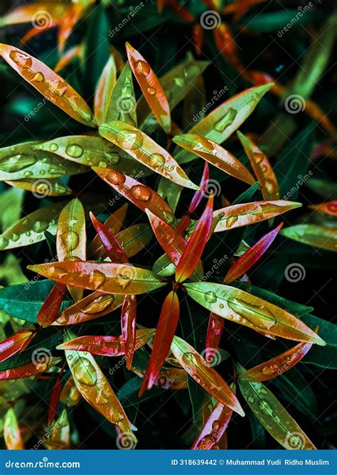 Water and living things stock photo. Image of shoot - 318639442