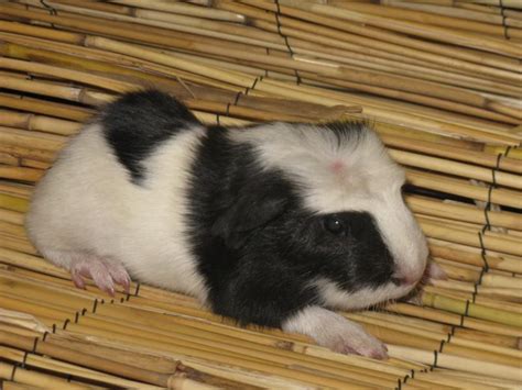 Meerschweinchen Kleinanzeigen