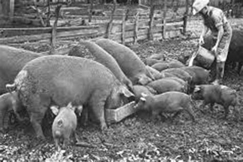 Small-Scale Hog Farming 的图像结果