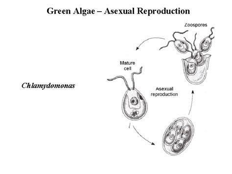 Image result for Reproduction of Chlorella