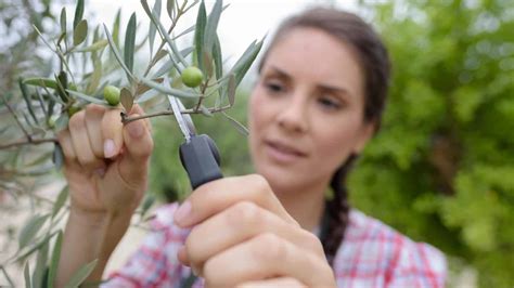 Image result for Install Olive Tree Linux