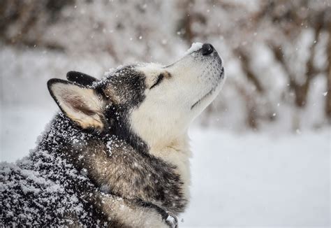 Siberian Husky Dog Breed Health and Care | PetMD