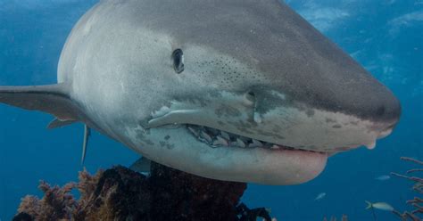 Image result for Shark Week 2016