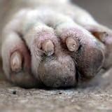 Maltrato de animales - Primera Hora