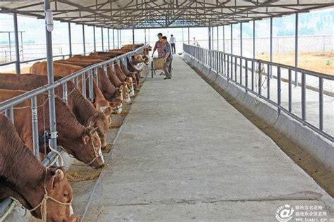 繁殖母牛养殖利润 繁殖母牛养殖利润-食品商务网