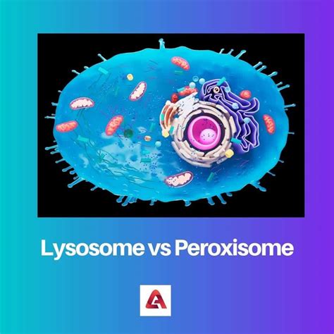 Lysosome vs Peroxisome: Difference and Comparison