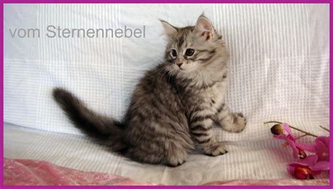 Sibirische Katzen vom Sternennebel in Wassenberg | Tiere | Kleinanzeigen