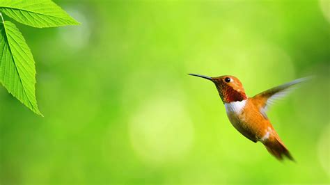 Image result for JavaScript List Definition