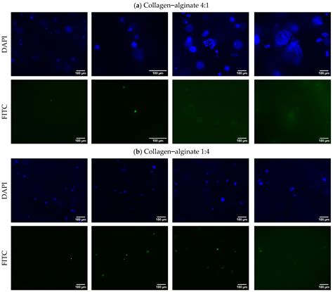 Experimental Study on Compatibility of Human Bronchial Epithelial Cells ...