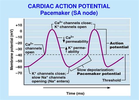 PPT - Cardiovascular Pharmacology Antiarrhythmic drugs Drugs in heart ...