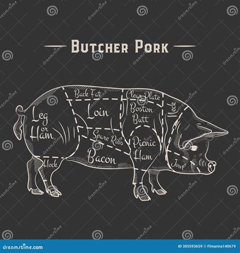 Pig, Pork Cuts. Template Menu Design For Restaurant Or Cafe Cartoon ...