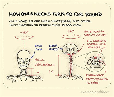 How owls’ necks turn so far round - Sketchplanations