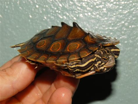 Image result for Map Turtle