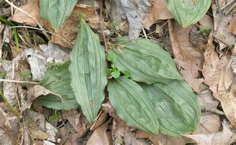 Buy Perennials Online | Perennial Flowers For Sale