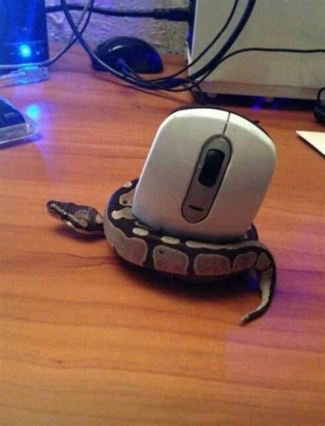 Small Python Program 的图像结果