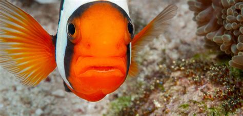 Baby Clownfish