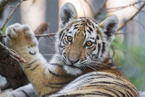 10 of the Cutest Endangered Species