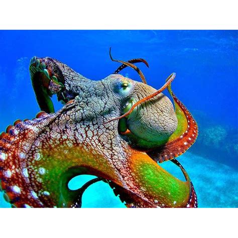 Image result for Octopus Colour