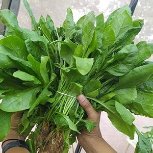DEYS AGRO ™ f1 hybrid spinach seeds high yield Seed Price in India ...