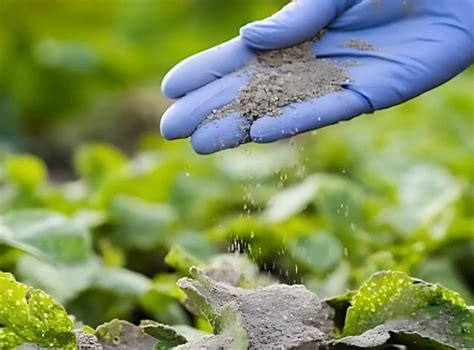 Rejuvenate Your Soil Naturally with Volcanic Rock Dust – Volcanic Rock ...