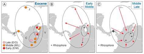 Taxon Cycles in Neotropical Mangroves