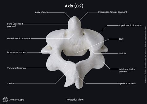 Cervical Vertebrae Labeled Axis