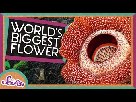 世界上体型最小的花是什么花肉眼看不清楚 - 花百科