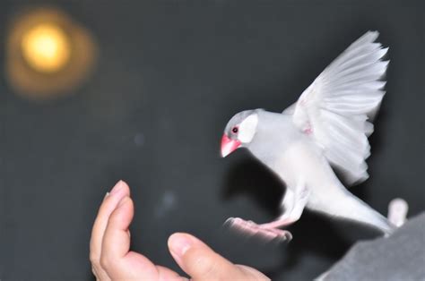 Image result for Java Sparrows for Sale