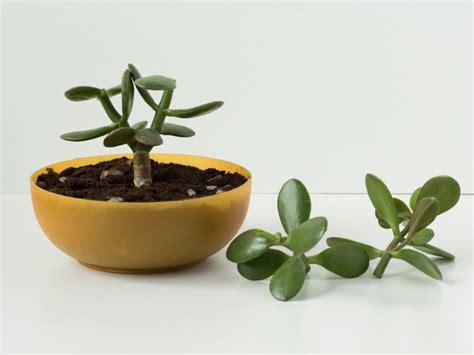Jade Plant Propagation Tips And Tricks | Gardening Know How